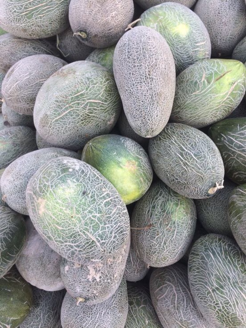 伽师瓜