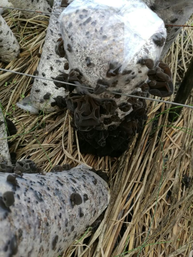 干木耳特级