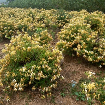 金银花1米以下