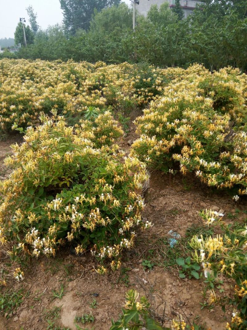 金银花1米以下