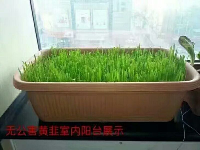 韭黄头茬20~30公分