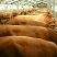 鲁西黄牛犊100~200kg