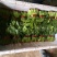菠菜产地直发，质优价廉货源充足量大从优欢迎采购