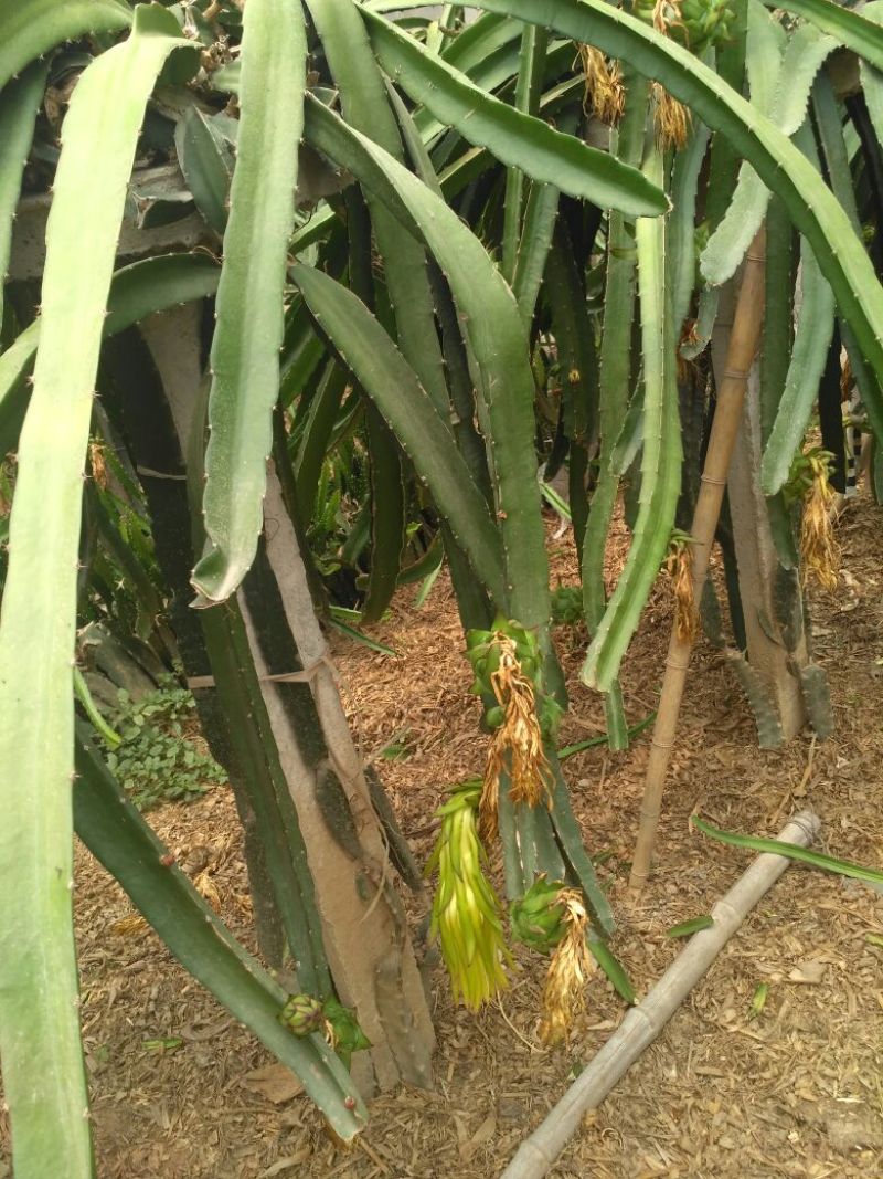 红心火龙果苗10~20成苗