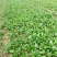 小叶菠菜10~15厘米
