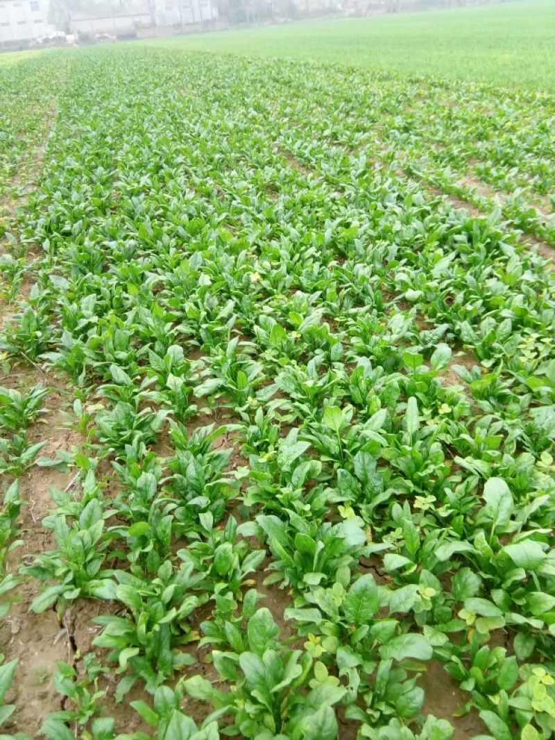 小叶菠菜10~15厘米