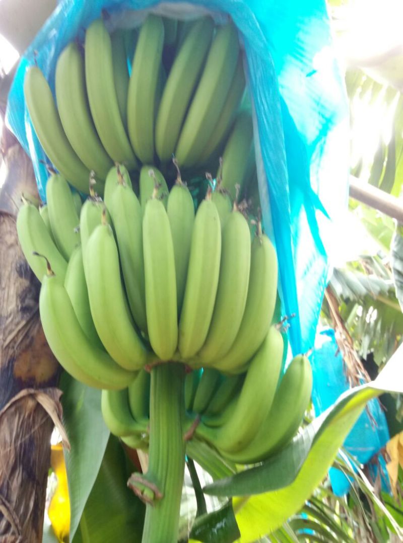 巴西香蕉七成熟