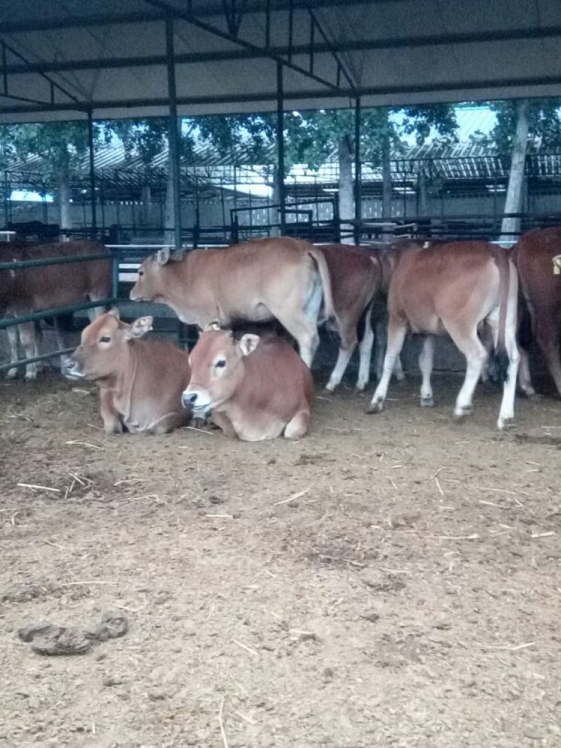 鲁西黄牛100~200kg