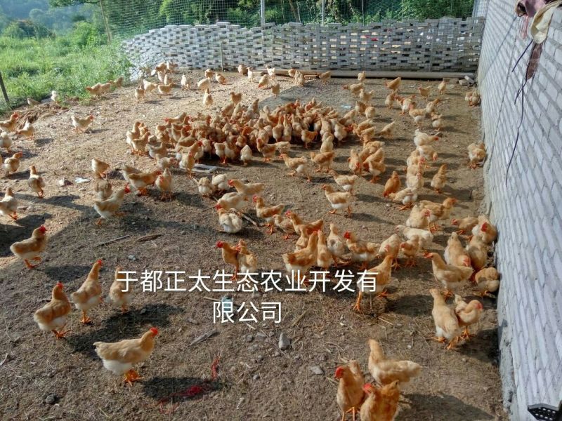 三黄鸡6~9月