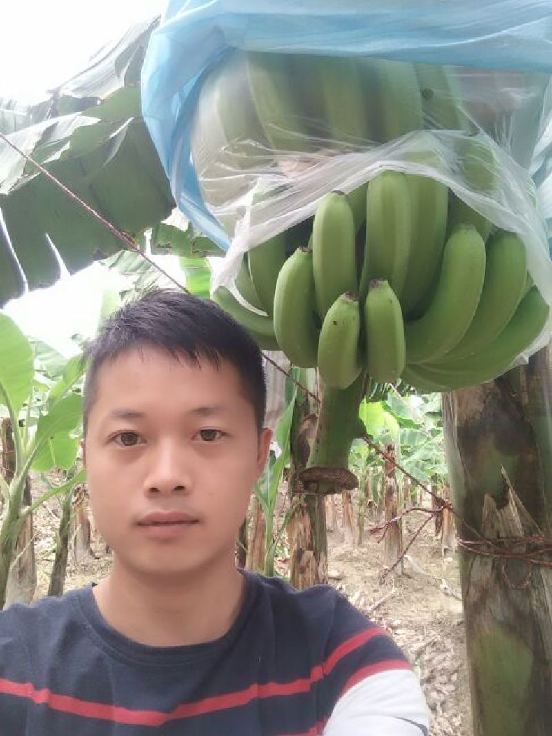 巴西香蕉七成熟