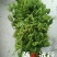 山野菜