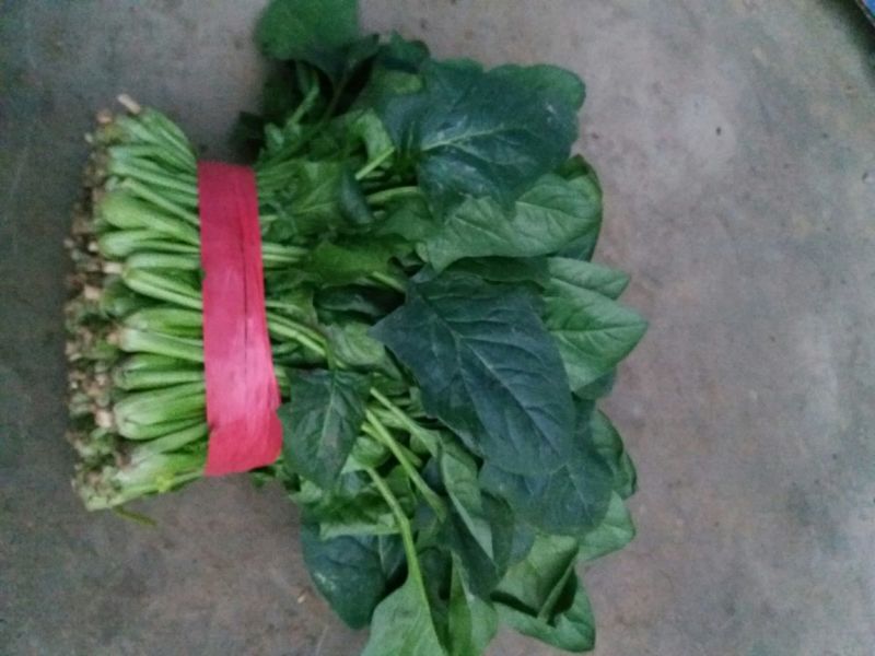 大叶菠菜25~30厘米