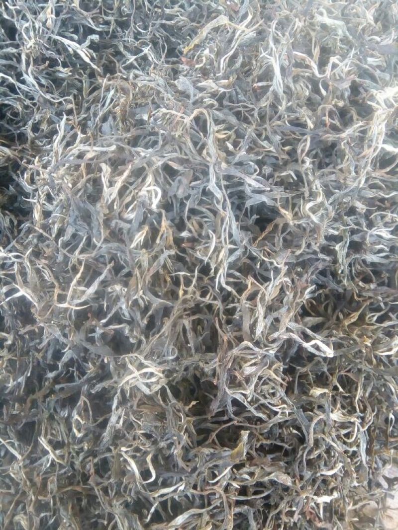普洱绿茶散茶