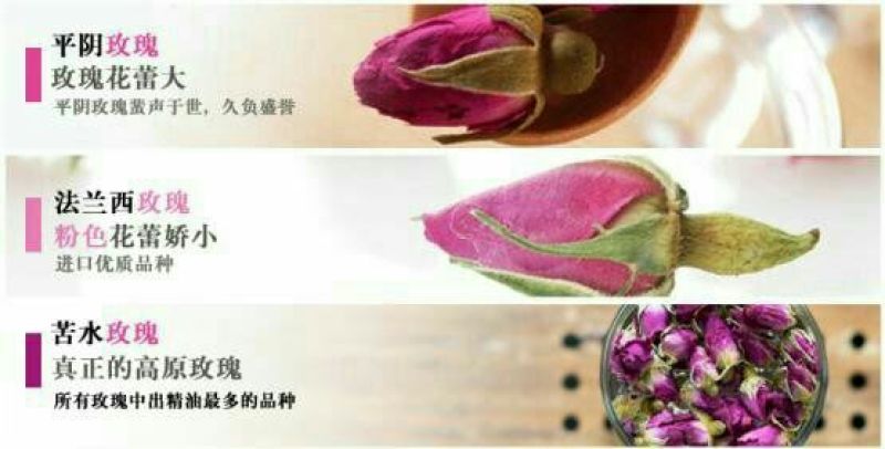 苦水玫瑰