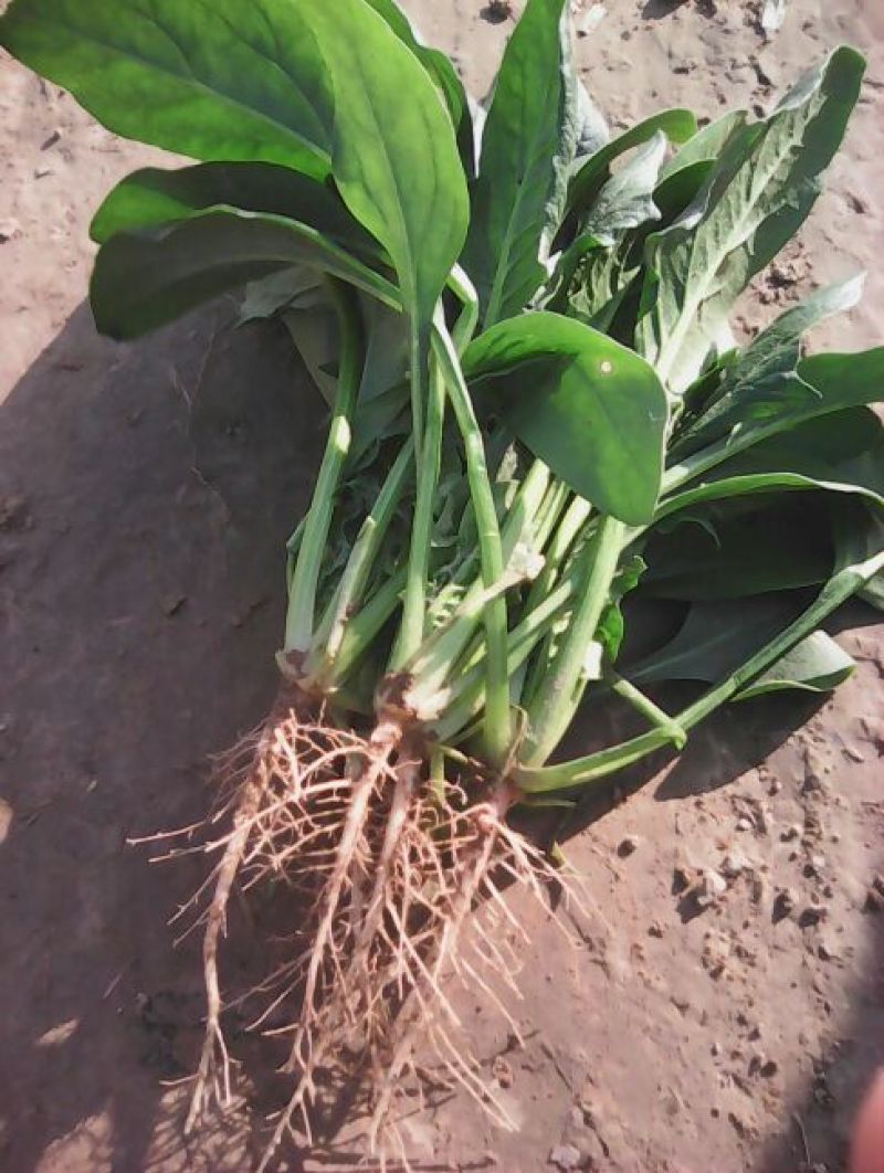 全能菠菜
