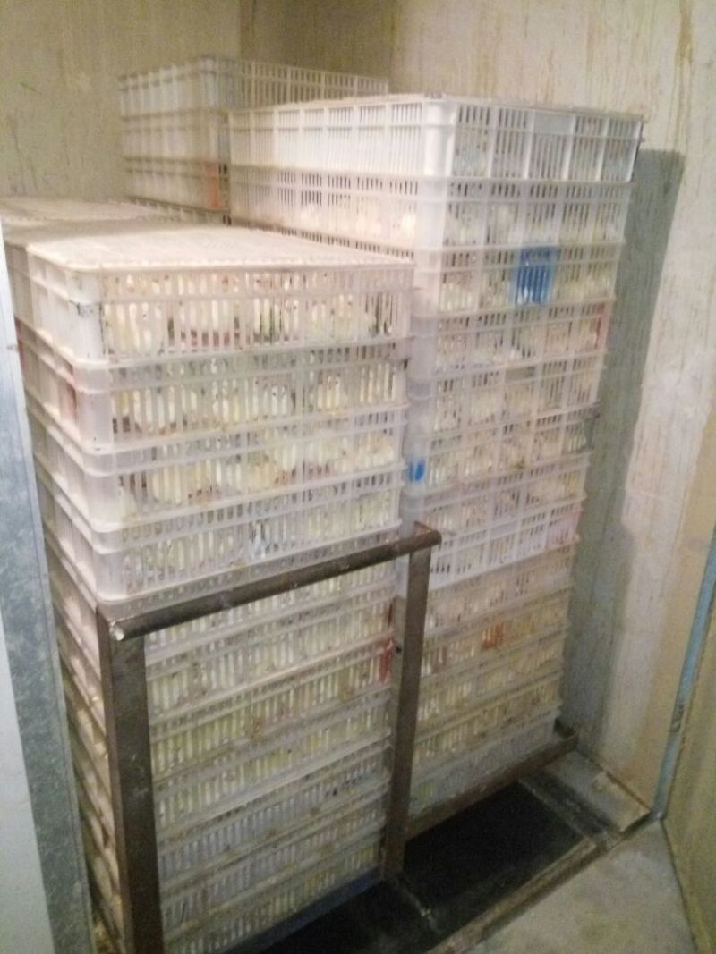 817肉杂鸡苗35~45克出壳苗