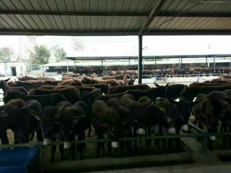 肉驴100~200斤种馿育肥馿全国包运货到付款
