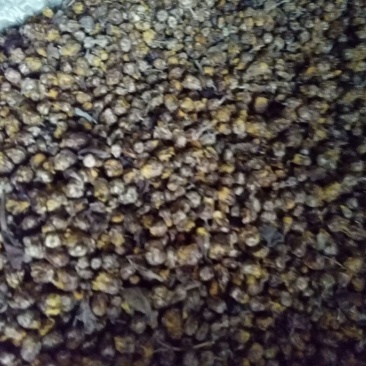 野菊花颗粒