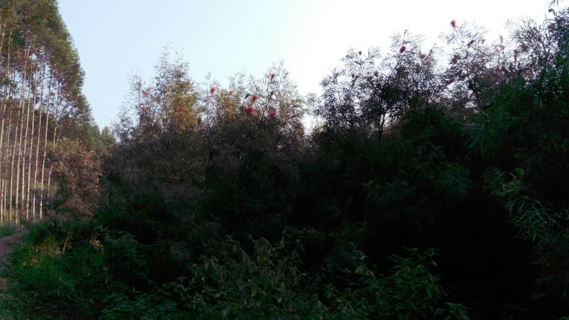 造型松10公分