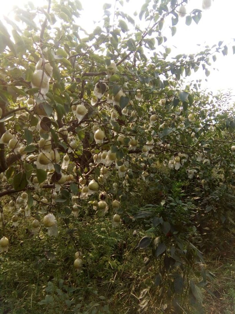 砀山梨250~300g膜袋