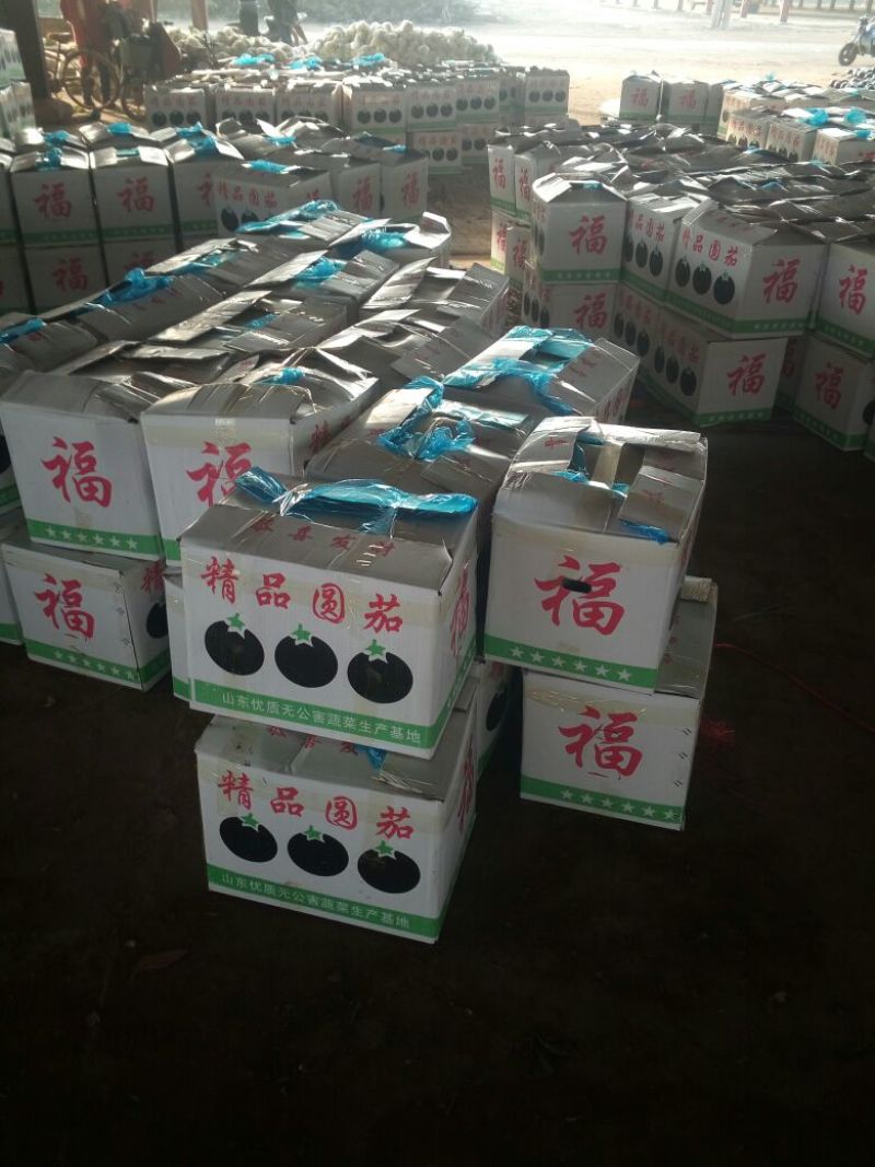 河北冷棚圆茄，黑亮个匀实，供应电商批发商，诚信代发全国，