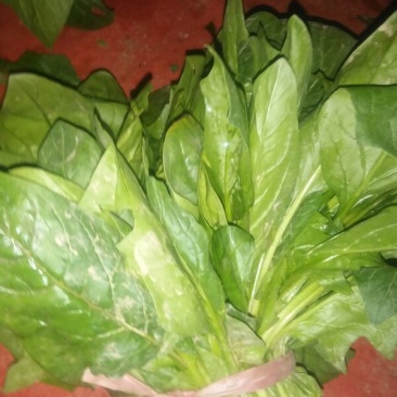 大叶菠菜35~40厘米