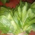 大叶菠菜35~40厘米