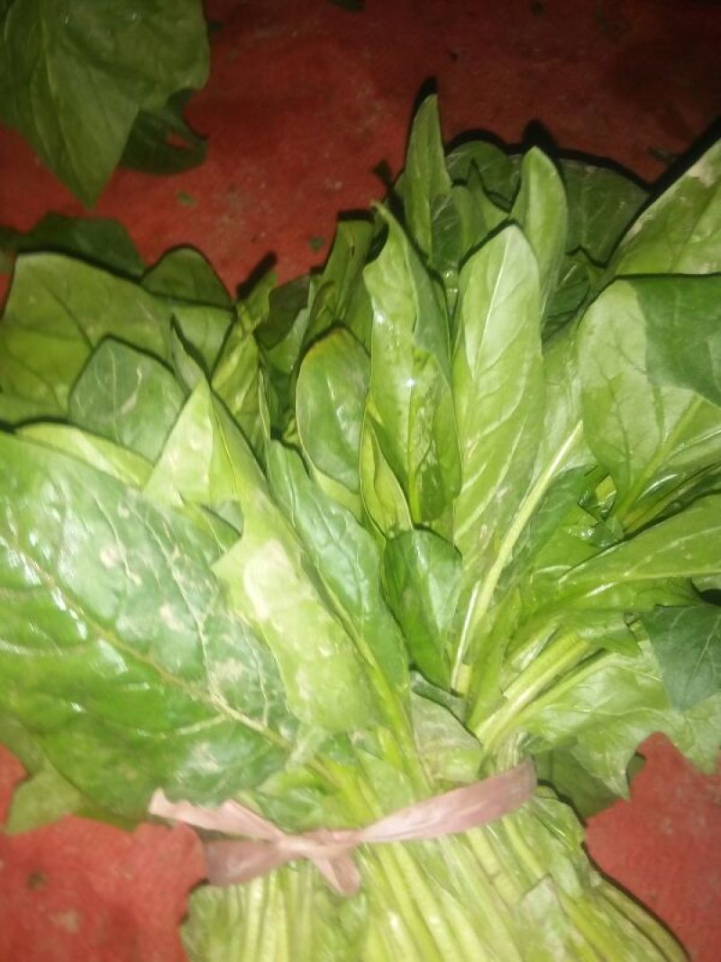 大叶菠菜35~40厘米