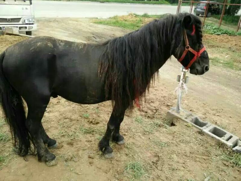 矮马