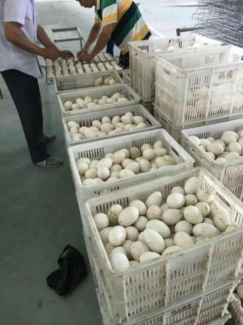 皖西白鹅苗250g以下