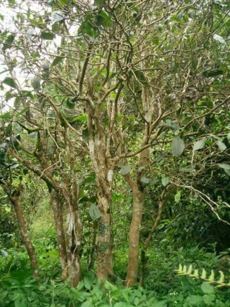 百年大树茶特级