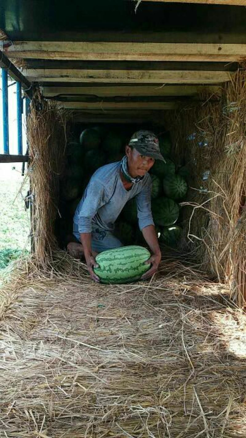 吐鲁番金城5号安农2号西瓜即将大量上市欢迎老客户