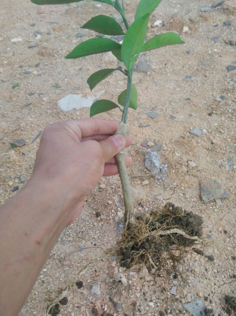 纽荷尔脐橙苗30~50cm纽荷尔脐橙苗30~50cm