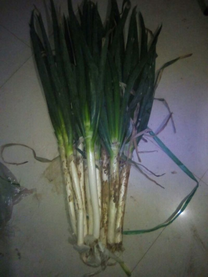 铁杆大葱毛葱2cm左右