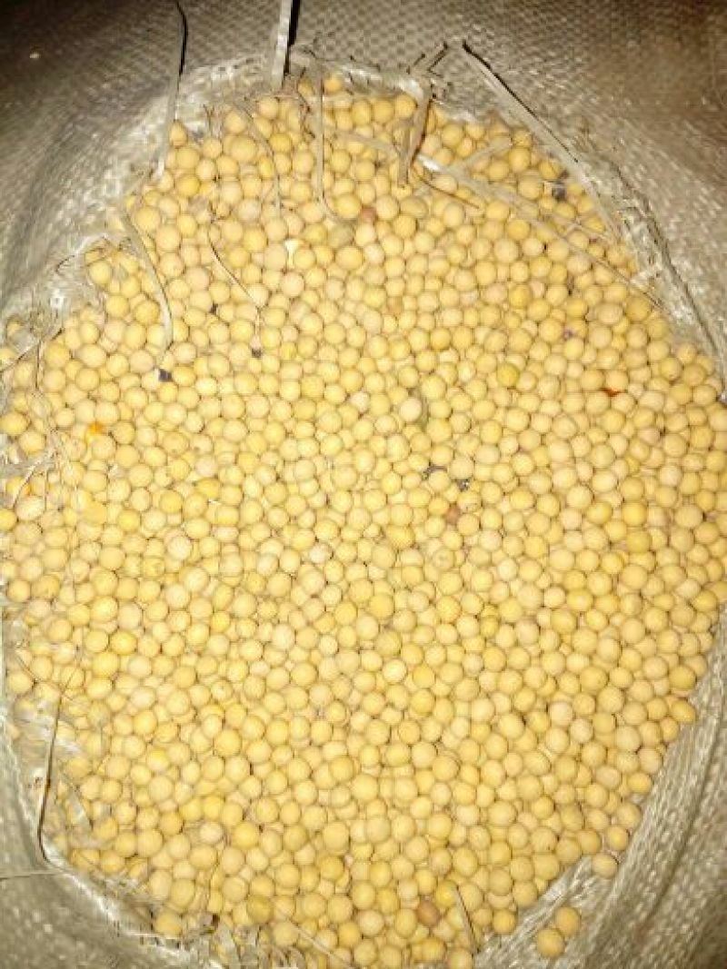 芽豆食用