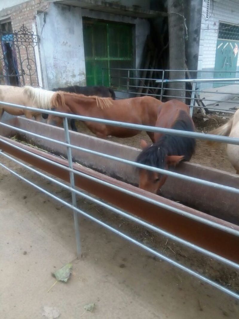 肉马300~400kg