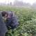 【推荐】桂花苗桂花大小苗产地直销成活率高量大从优