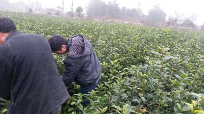 【推荐】桂花苗桂花大小苗产地直销成活率高量大从优
