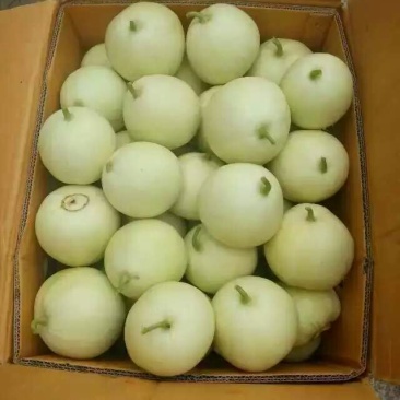 香瓜