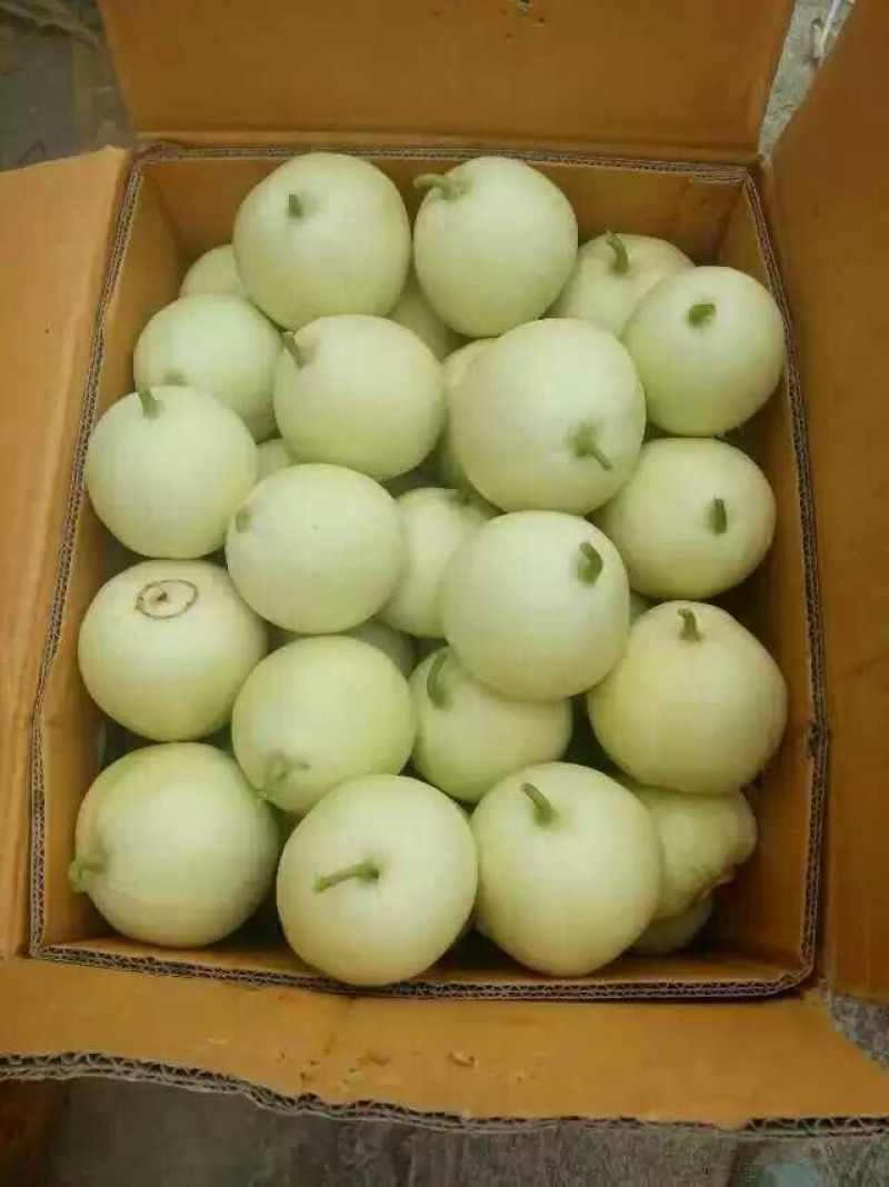香瓜