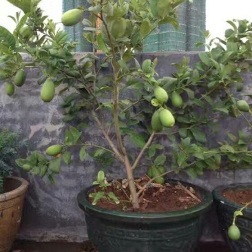 尤力克柠檬苗50~80cm