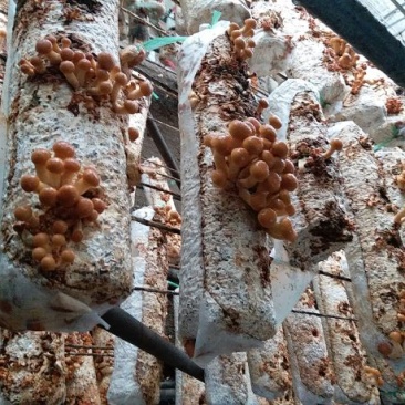 滑子菇干品