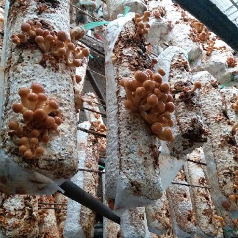 滑子菇干品