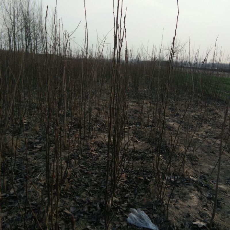 梨树苗0.8公分以上各种规格，秋月，晚秋，等品种都有