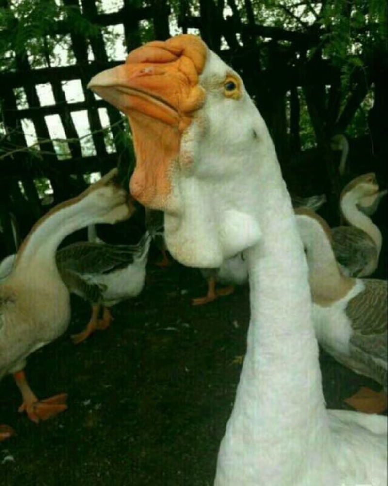 狮头鹅苗