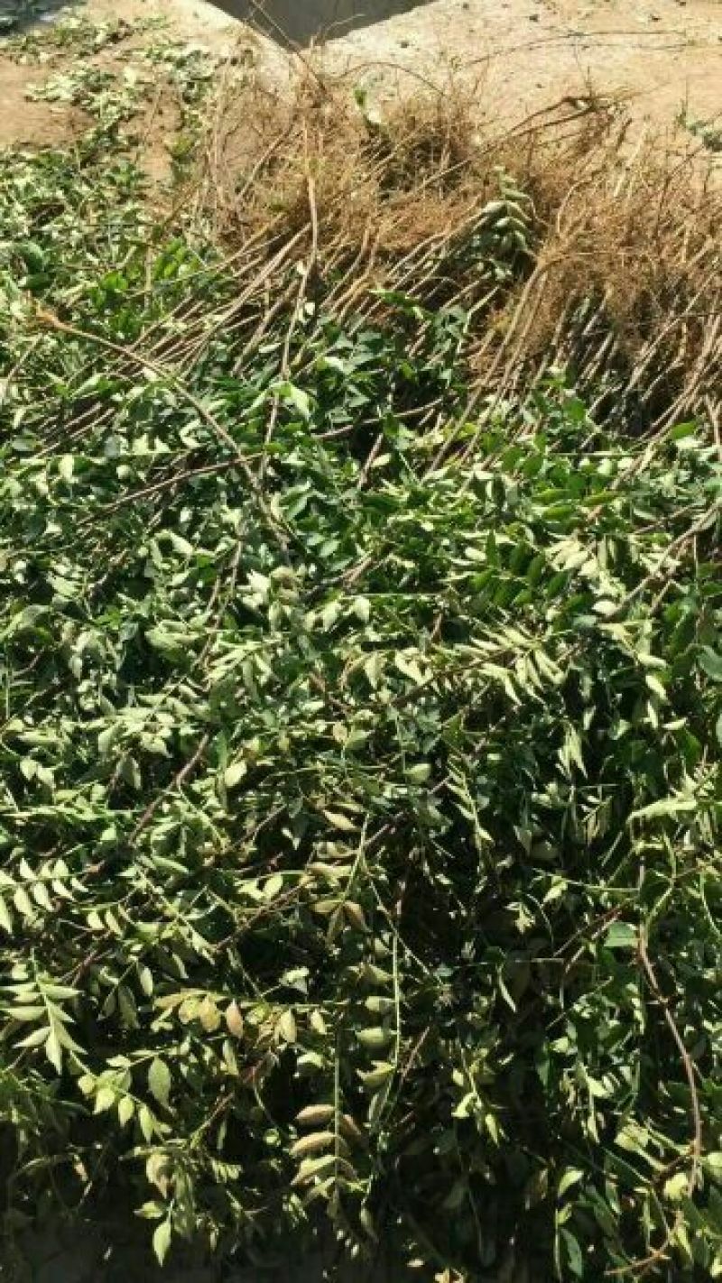 泰山大红袍花椒苗，1年苗，成活率高，规格齐全，价格优惠