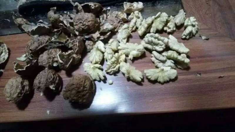 纸皮核桃去皮