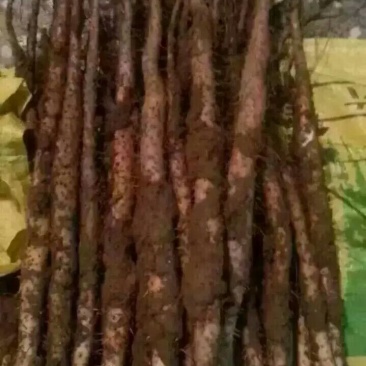 垆土山药2~3厘米特级40~50厘米