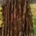 垆土山药2~3厘米特级40~50厘米