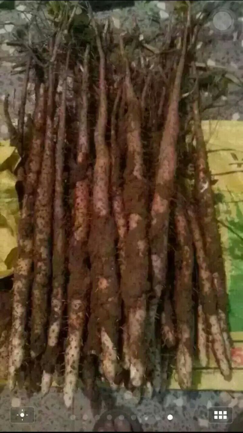 垆土山药2~3厘米特级40~50厘米